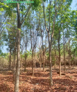 Vườn bán Nhạc Ngựa trưởng thành, cao 4m