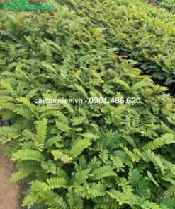 Những luống cây giống ô môi tại vườn ươm