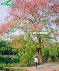 Cây ô môi ảnh đại diện