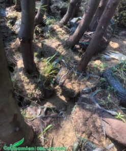 Phi lao công trình có bộ rễ khỏe