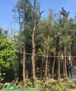 Phi lao đẹp dâm ủ