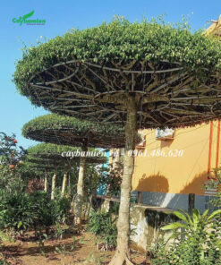 Cây Sanh nam Điền phong thủy tán tròn một tầng siêu đẹp