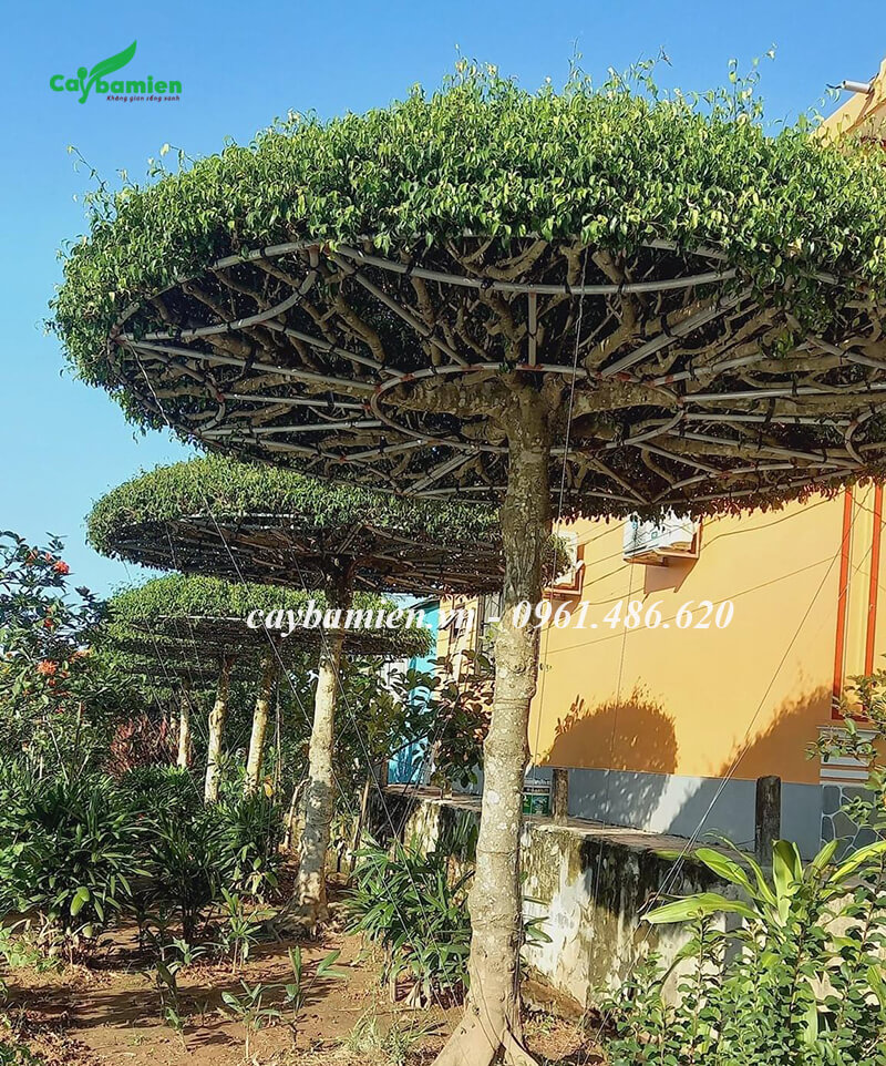 Cây Sanh nam Điền phong thủy tán tròn một tầng siêu đẹp