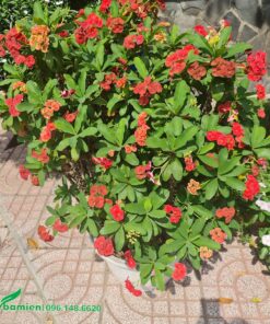 Chậu Xương Rồng Bát Tiên trang trí sân vườn đẹp