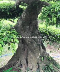 Thân cây cổ thụ có màu nâu đồng đặc trưng