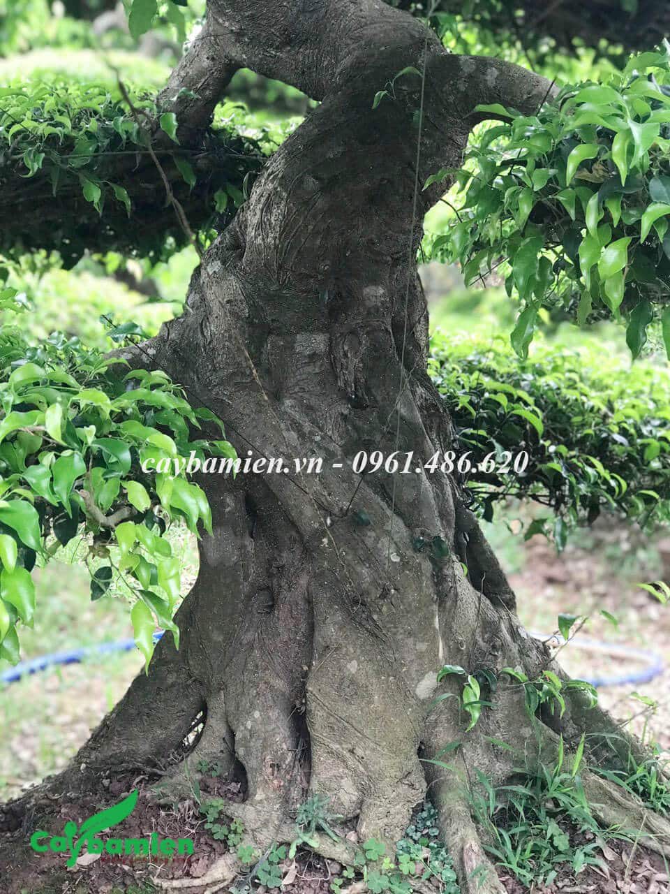 Thân cây cổ thụ có màu nâu đồng đặc trưng