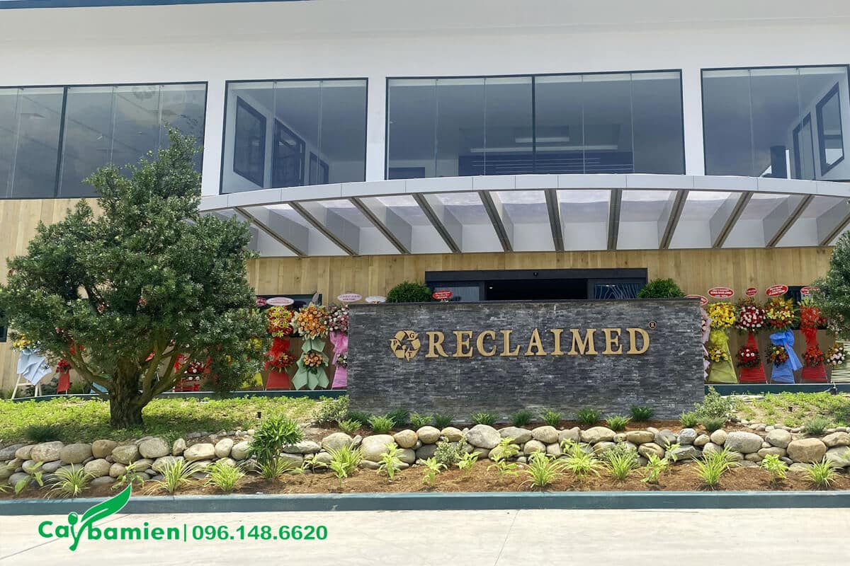 Siêu dự án trồng cây cho khuôn viên nhà máy Reclaimed