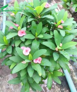 Cây Xương Rồng Bát Tiên tán tròn, bắt đầu cho hoa đẹp