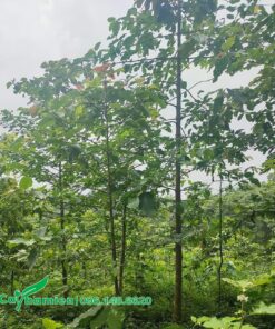 Vườn cây gáo vàng cao 3m