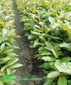 Gáo vàng giống ươm hạt