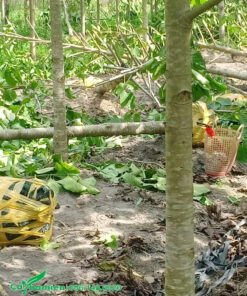 Quá trình bứng cây Gáo Vàng để chuyển cho khách hàng