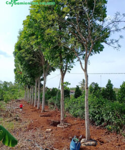 Trồng cây Nhạc Ngựa cao 4m