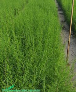 Vườn ươm phi lao giống