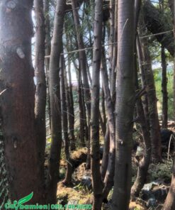 Vườn ươm phi lao đẹp