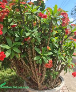 Cây Xương Rồng Bát Tiên trồng chậu sứ đẹp, trồng lâu năm