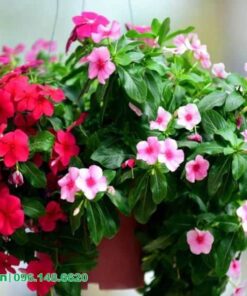 ý nghĩa hoa dừa cạn