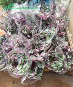 Thài Lài Tía được bọc theo từng chậu để cung cấp cho khách hàng