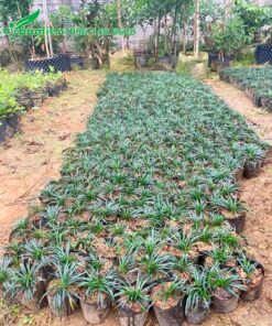 Vườn cây giống cỏ gấu mỹ