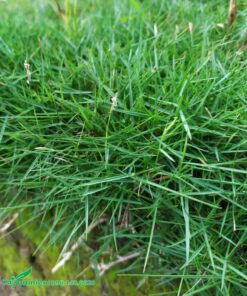 Cỏ đẹp, lá xanh đậm, phân nhiều cành nhánh