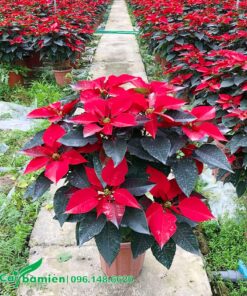 Chậu hoa trạng nguyên đẹp