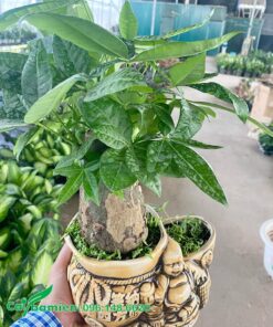 Chậu cây Kim Ngân bonsai để bàn làm việc