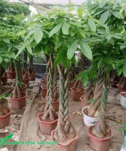 Cây Bím Tóc cao hơn 1m, 3 - 5 cây thắt với nhau