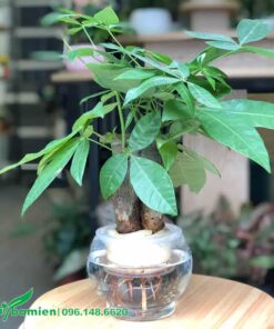 Kim Ngân thủy sinh trồng trong bình thủy tinh