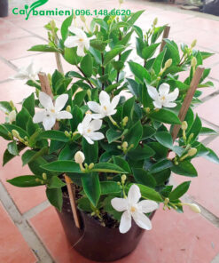 Cắm thêm que chống để tạo dáng hoặc uốn cây