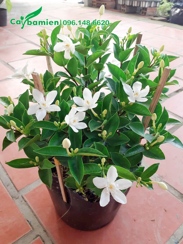 Cắm thêm que chống để tạo dáng hoặc uốn cây