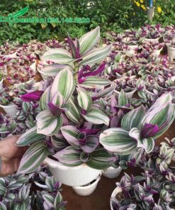 Hàng trăm chậu cây Thài Lài Tía đẹp, chất lượng tại vườn ươm