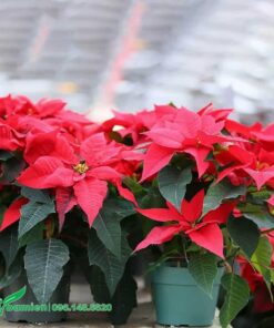 Trạng Nguyên trồng trong chậu để bàn làm việc