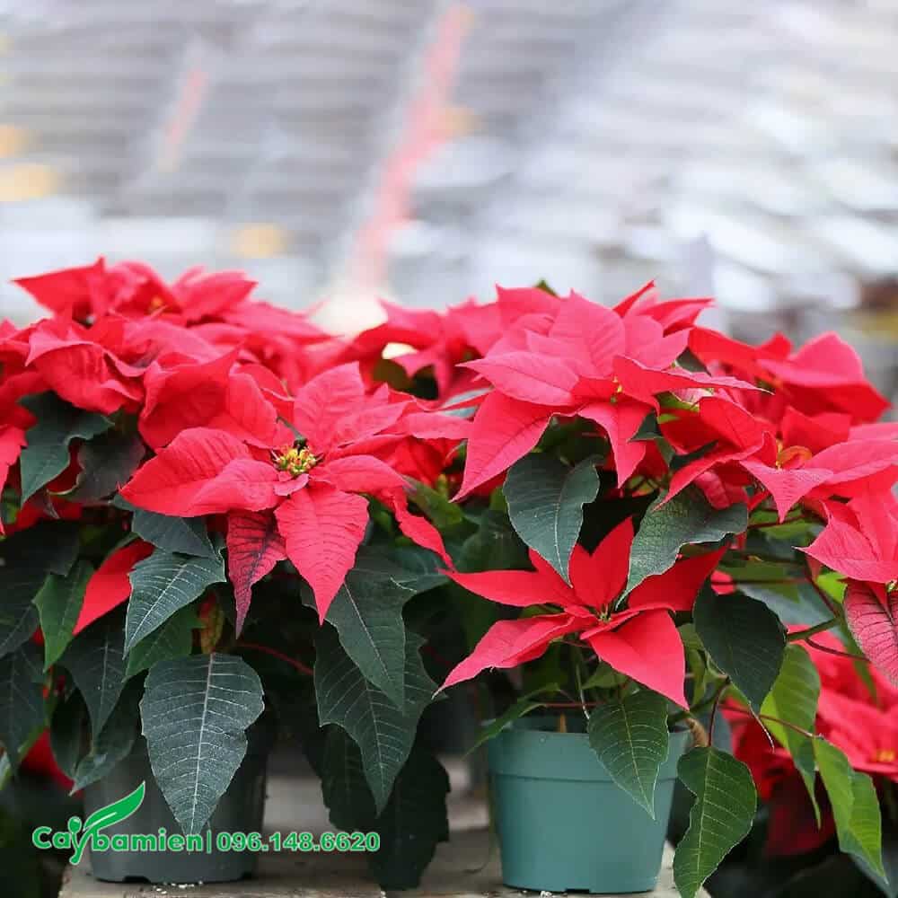 Trạng Nguyên trồng trong chậu để bàn làm việc