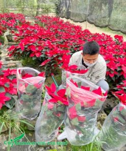 Giao cây trạng nguyên lá đỏ cho khách