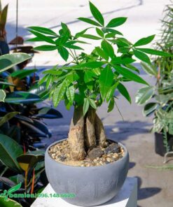 Hình dáng cây Kim Ngân phong thủy