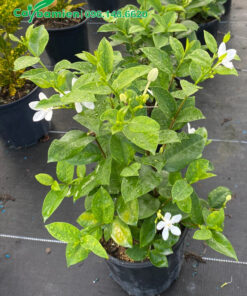 Chăm sóc cây hoa Mai Chỉ Thiên nguyên bầu