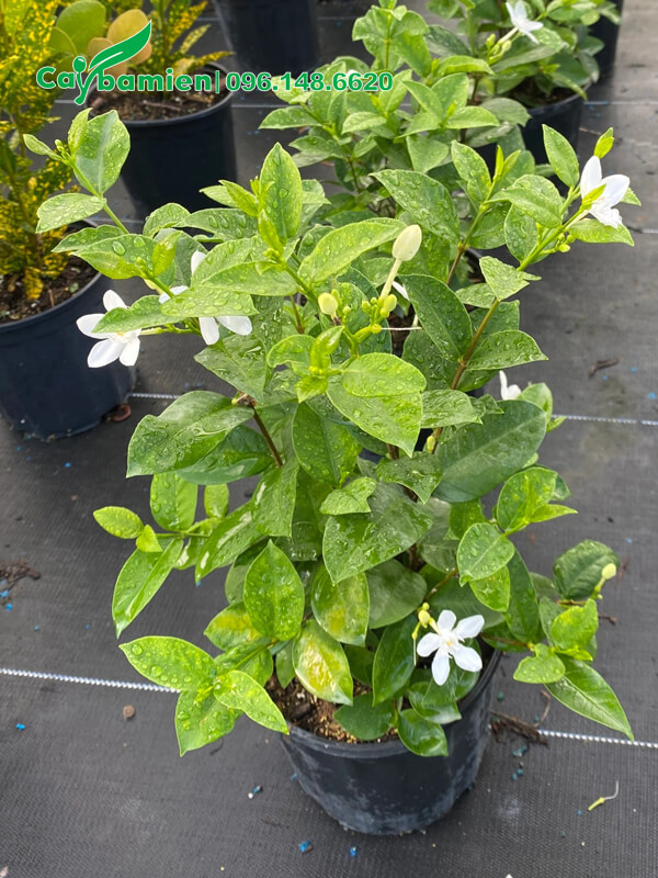 Chăm sóc cây hoa Mai Chỉ Thiên nguyên bầu