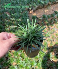 Chậu cây cỏ mondo đẹp