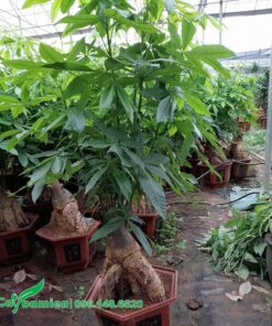 Một cây Kim Ngân trồng lâu năm, một gốc cổ thụ