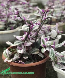 Chậu Thài Lái Tía cao 25cm, dáng đẹp