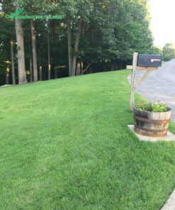 Thảm cỏ Lông Heo trồng tại công viên