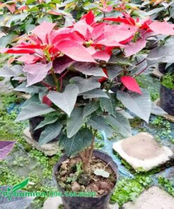 Cây giống trạng nguyên đẹp, giá tốt