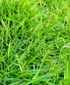 Thảm cỏ được chăm sóc tốt, mọc đều