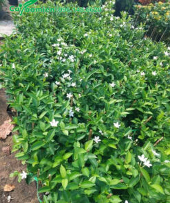 Một luống cây Mai Chỉ Thiên giống cao 30cm