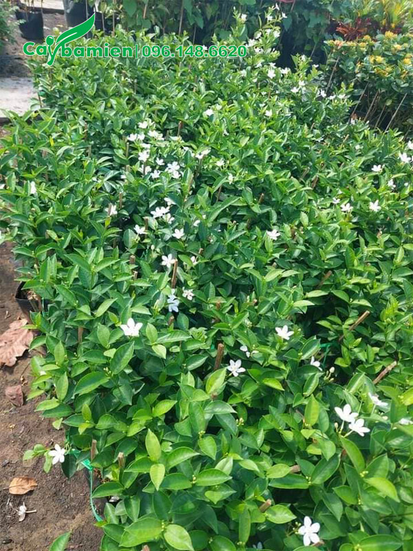 Một luống cây Mai Chỉ Thiên giống cao 30cm