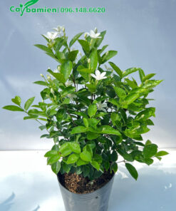 Cây Mai Chỉ Thiên hoa trắng cao 35 - 40cm