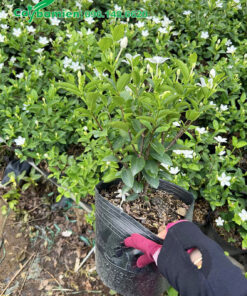 Cây Mai Chỉ Thiên nguyên bầu, khỏe mạnh, không sâu bệnh