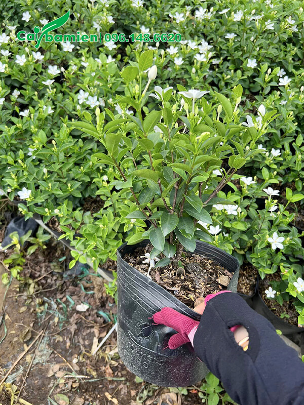 Cây Mai Chỉ Thiên nguyên bầu, khỏe mạnh, không sâu bệnh