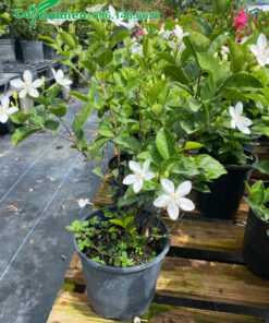 Cây kích thước nhỏ, ươm và chăm trong bầu từ nhỏ