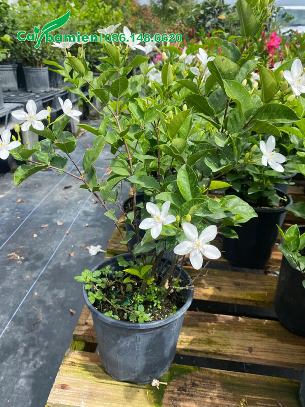 Cây kích thước nhỏ, ươm và chăm trong bầu từ nhỏ