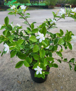 Chỉ vài chục nghìn một chậu Mai Chỉ Thiên cao 35cm